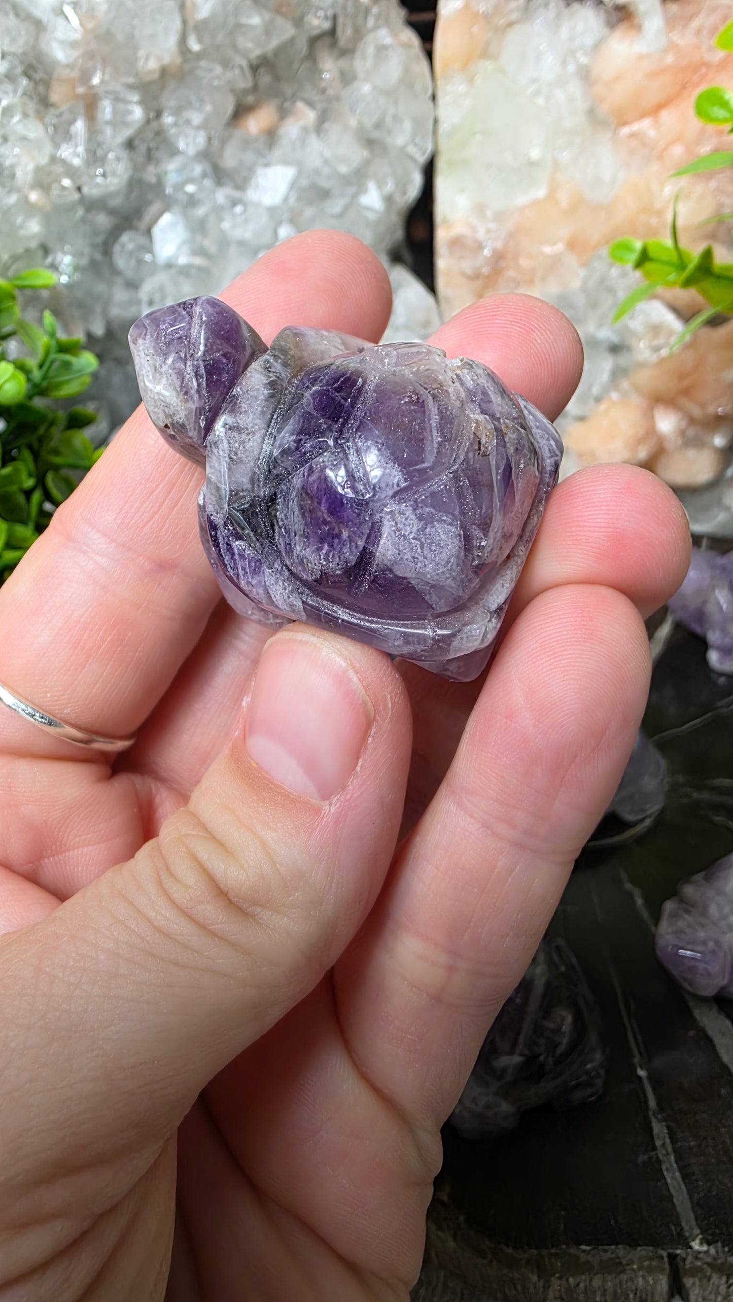Amethyst tortoise