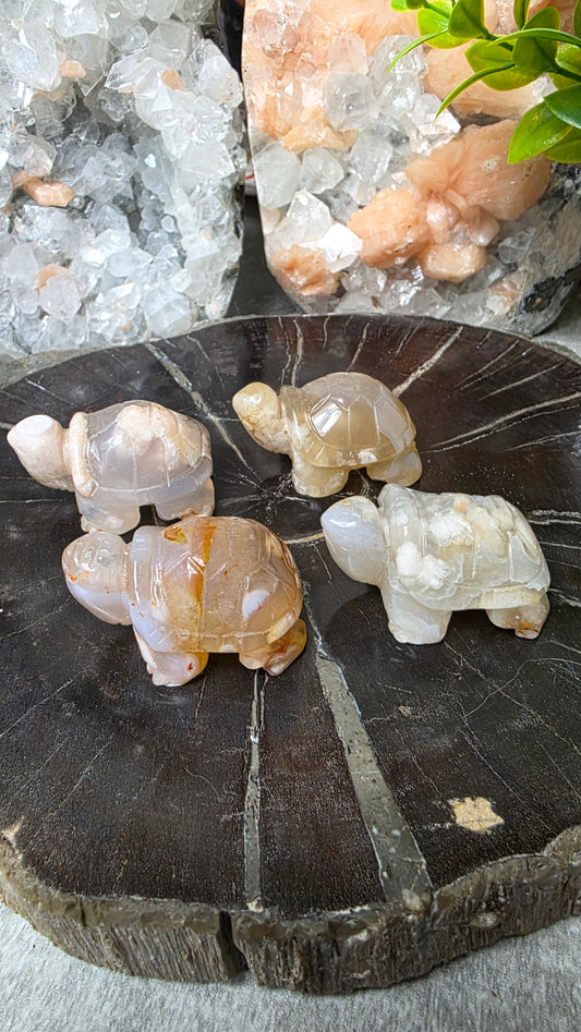 Flower agate tortoise