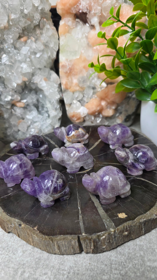 Amethyst tortoise