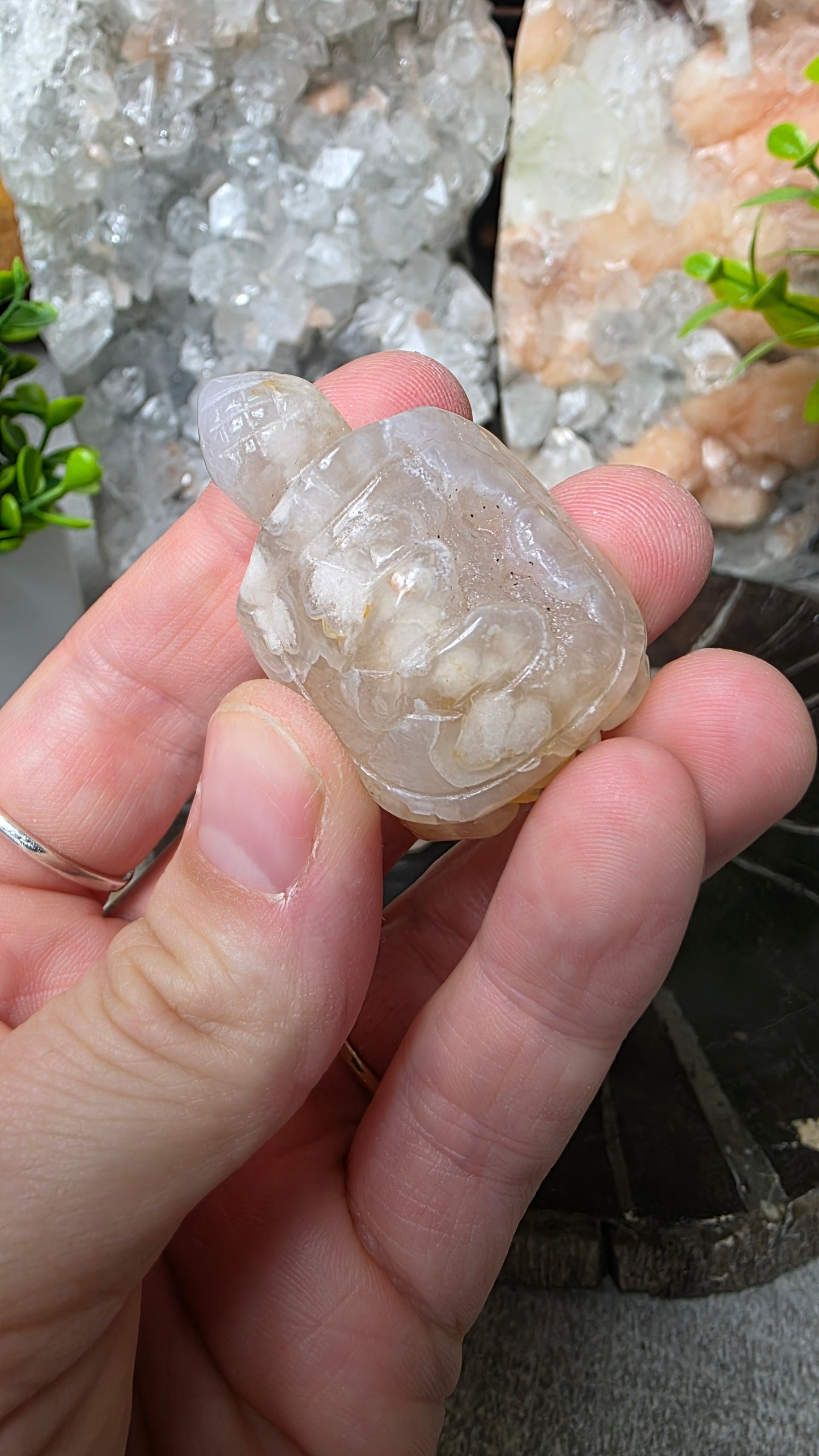 Flower agate tortoise