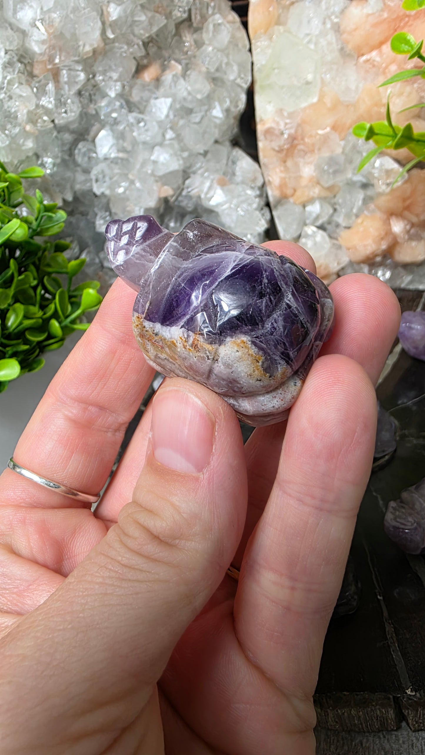 Amethyst tortoise