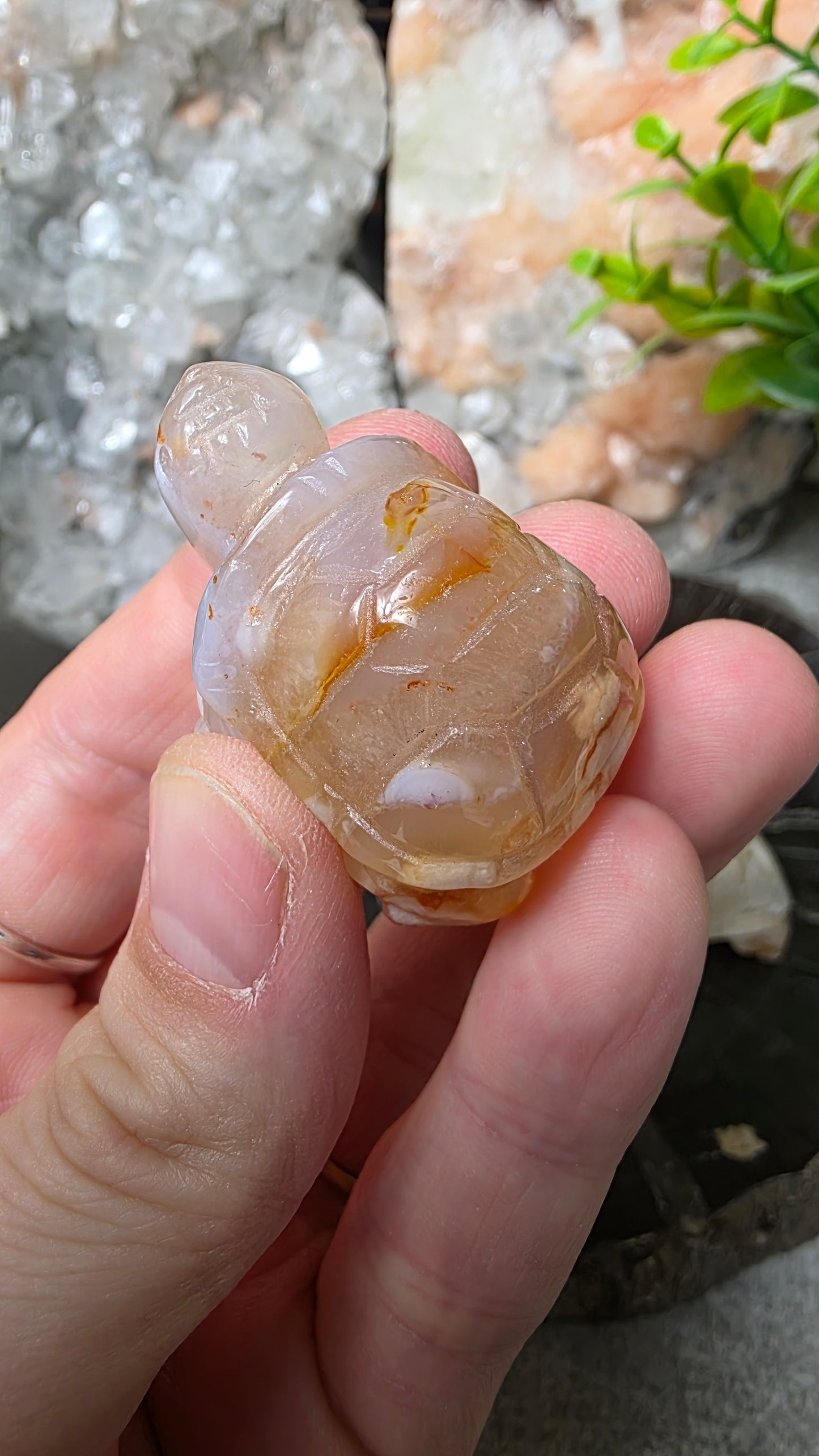Flower agate tortoise