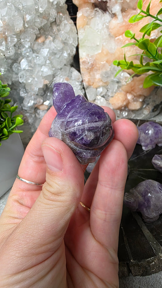 Amethyst tortoise
