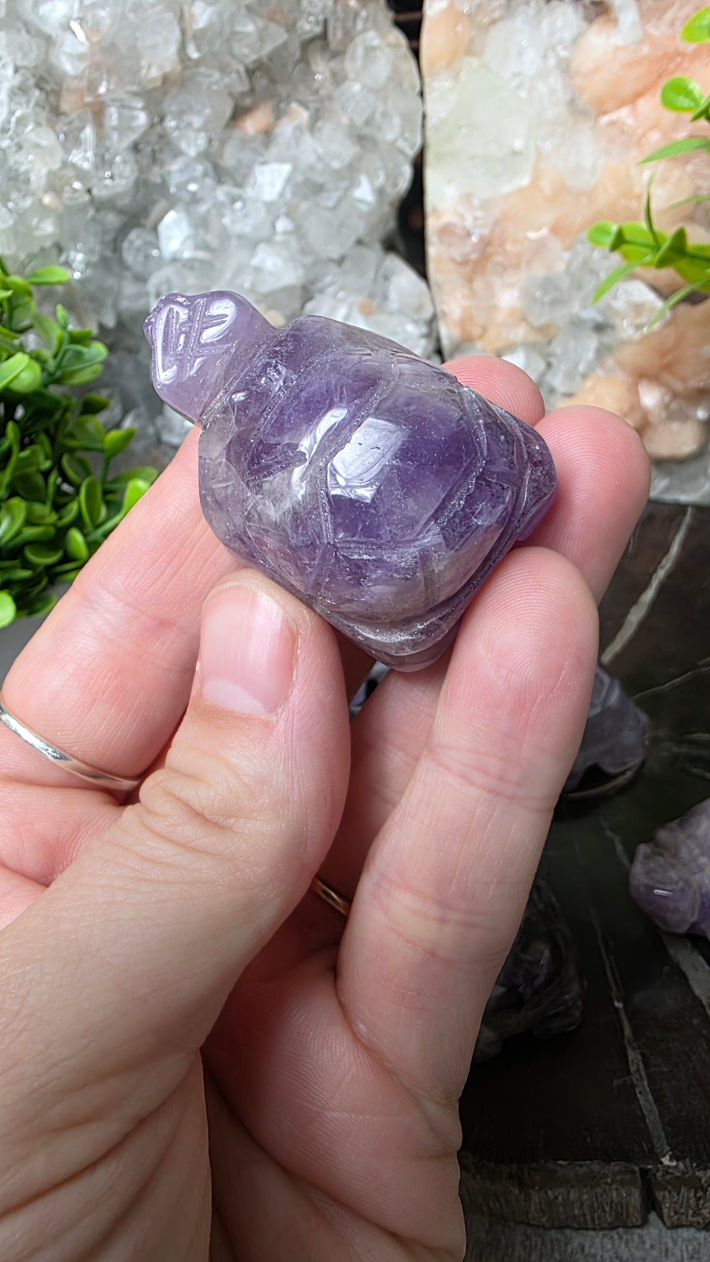Amethyst tortoise