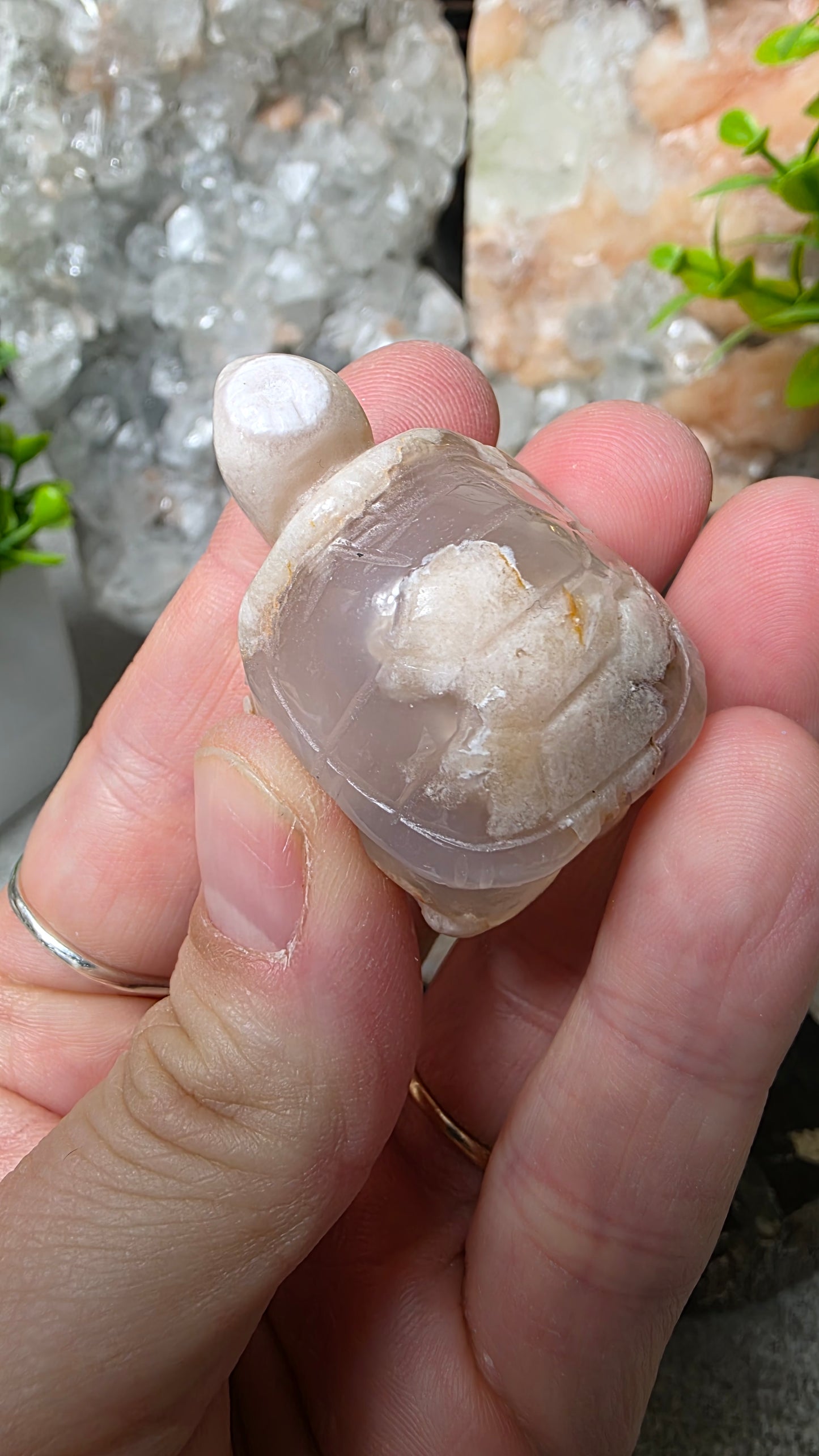 Flower agate tortoise
