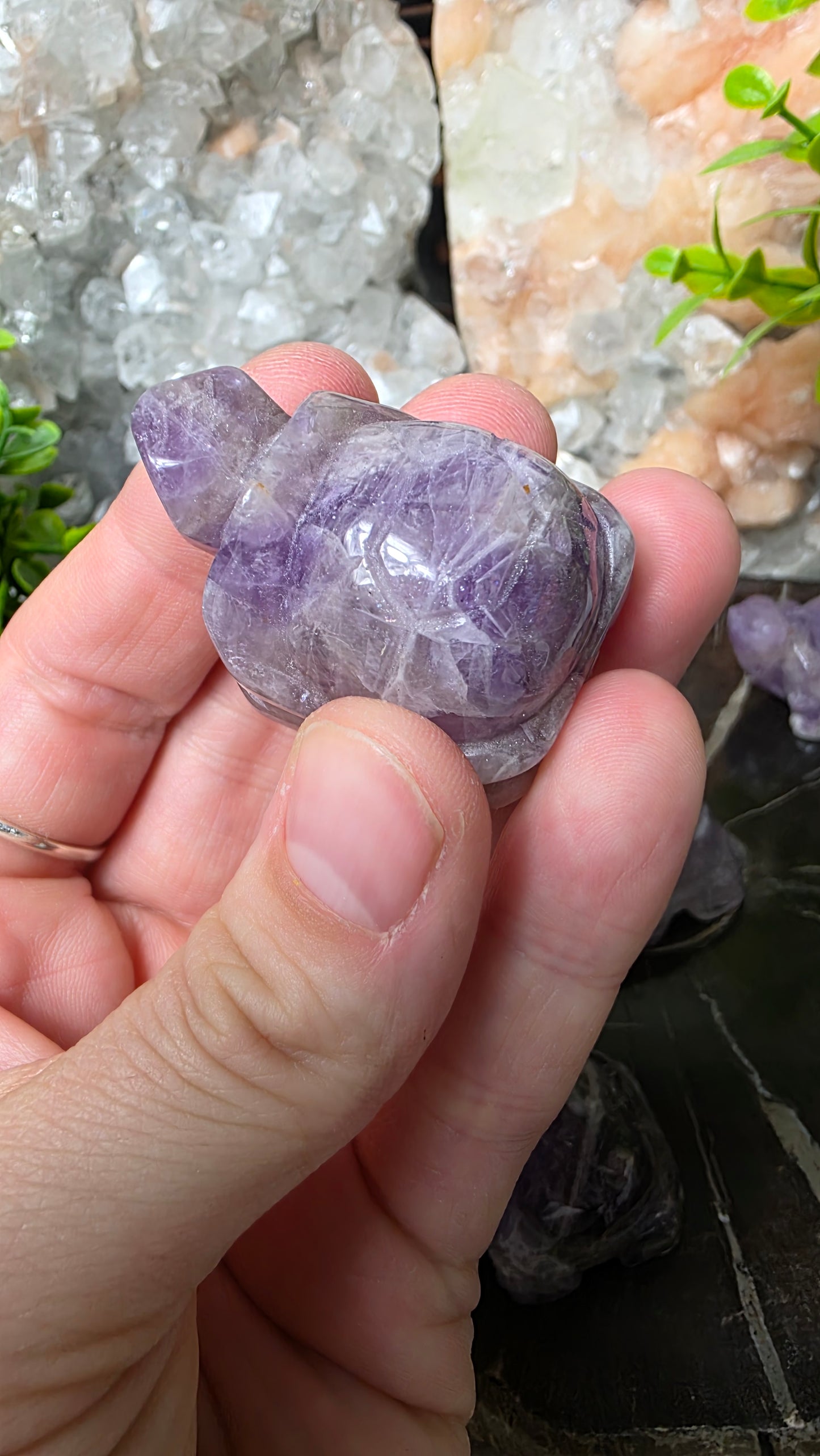 Amethyst tortoise