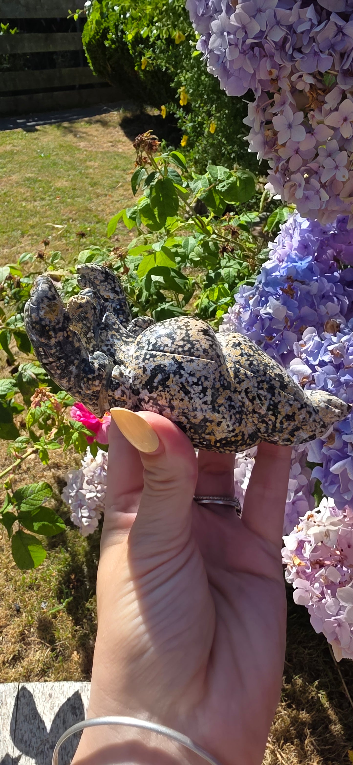 Ocean jasper hermit crab