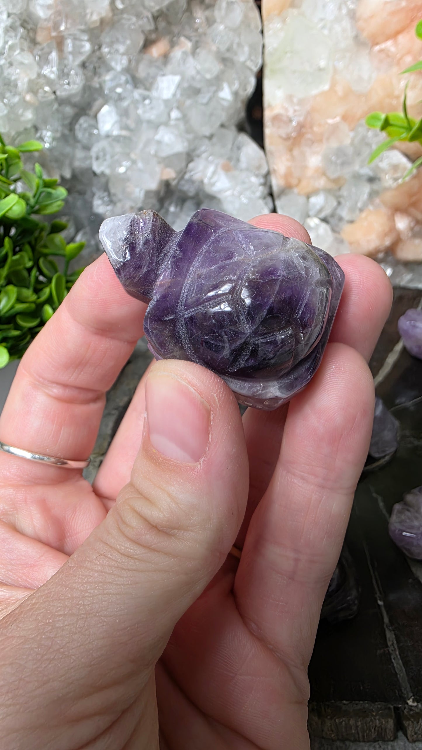 Amethyst tortoise