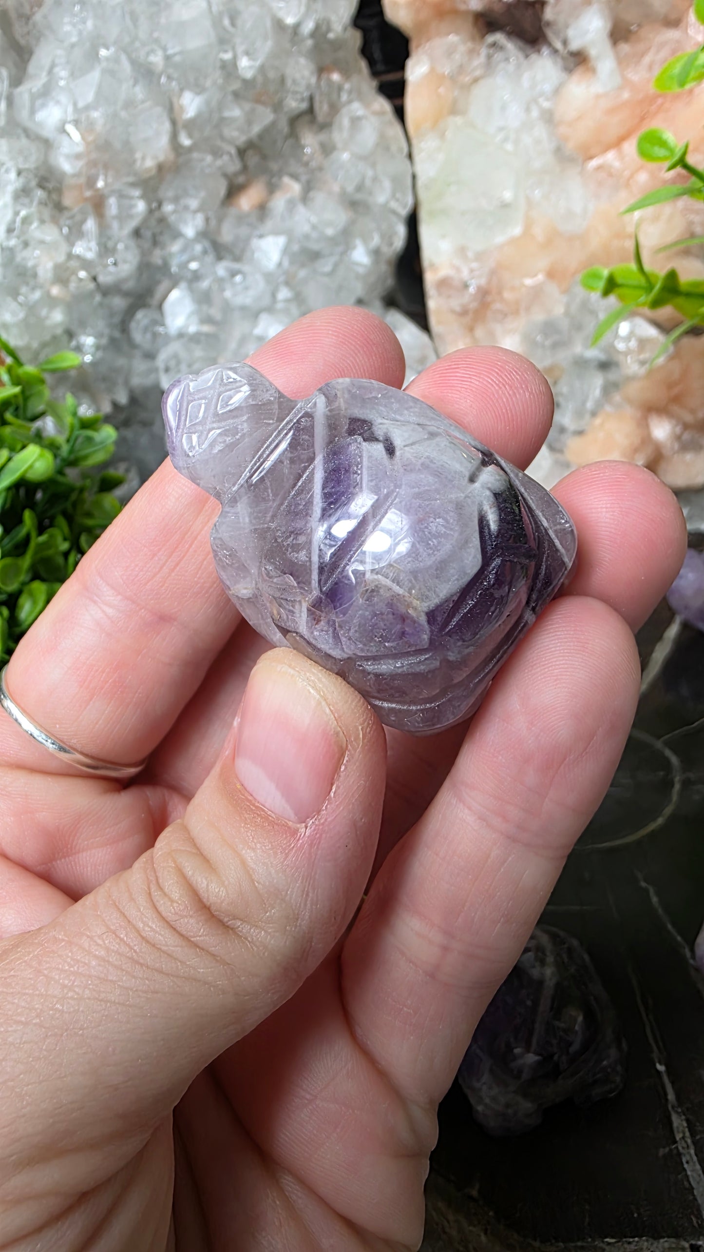 Amethyst tortoise