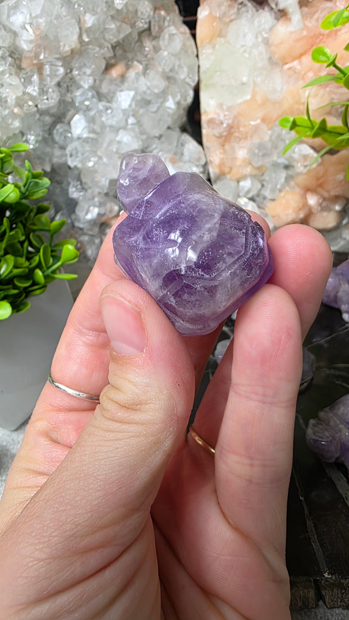 Amethyst tortoise