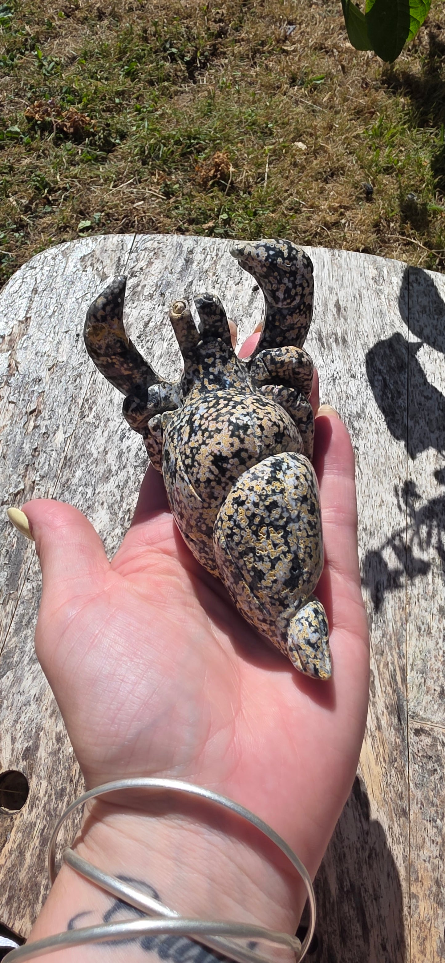 Ocean jasper hermit crab