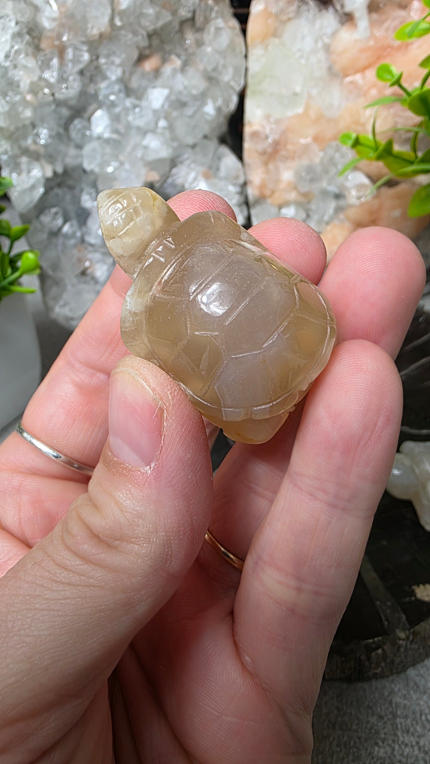 Flower agate tortoise